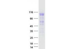 Validation with Western Blot (MCM4 Protein (Transcript Variant 1) (Myc-DYKDDDDK Tag))