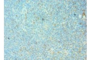 Immunohistochemistry of paraffin-embedded human tonsil tissue using ABIN7153122 at dilution of 1:100 (FOSL1 抗体  (AA 1-100))
