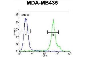 CD1E Antibody (Center) flow cytometric analysis of MDA-MB435 cells (right histogram) compared to a negative control cell (left histogram). (CD1e 抗体  (Middle Region))