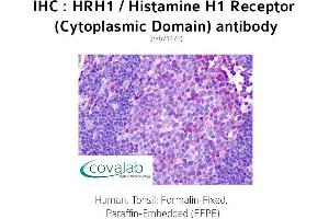 Image no. 2 for anti-Histamine Receptor H1 (HRH1) (3rd Cytoplasmic Domain) antibody (ABIN1735570) (HRH1 抗体  (3rd Cytoplasmic Domain))