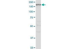 IGSF1 monoclonal antibody (M01), clone 4C7. (IGSF1 抗体  (AA 220-310))