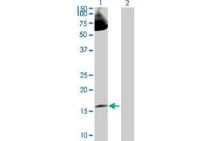 Western Blot analysis of LMO2 expression in transfected 293T cell line by LMO2 MaxPab polyclonal antibody. (LMO2 抗体  (AA 1-158))