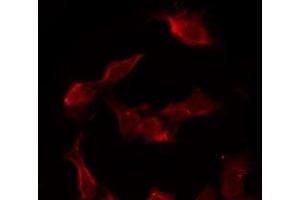 ABIN6276721 staining COS-7 by IF/ICC. (CST3 抗体)