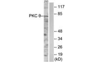 Western blot analysis of extracts from 293 cells, using PKC thet (Ab-538) Antibody. (PKC theta 抗体  (AA 504-553))