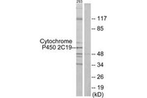 Western blot analysis of extracts from 293 cells, using Cytochrome P450 2C19 Antibody. (CYP2C19 抗体  (AA 241-290))