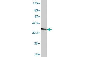 Western Blot detection against Immunogen (37. (FCGR2A 抗体  (AA 46-150))