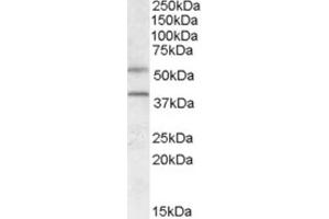 Western Blotting (WB) image for anti-G Protein-Coupled Receptor 81 (GPR81) (Internal Region) antibody (ABIN2464157) (GPR81 抗体  (Internal Region))