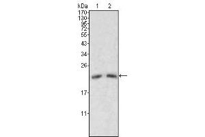 Western Blot showing ApoM antibody used against human serum (1, 2). (Apolipoprotein M 抗体)