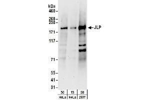 Western Blotting (WB) image for anti-Sperm Associated Antigen 9 (SPAG9) (AA 775-825) antibody (ABIN7454612) (SPAG9 抗体  (AA 775-825))