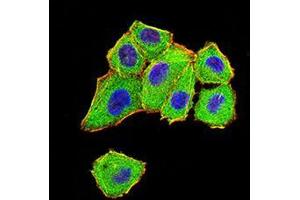 Immunofluorescence analysis of Hela cells using DDX1 mouse mAb (green). (DDX1 抗体  (AA 642-740))