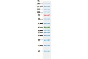 SDS-PAGE (SDS) image for ExcelBand™ 3-color Pre-stained Protein Ladder, High Range (ABIN5662602)