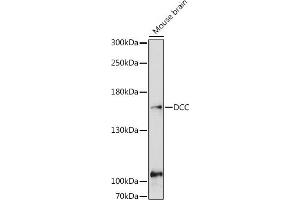 Western blot analysis of extracts of Mouse brain, using DCC antibody (ABIN6133664, ABIN6139435, ABIN7101845 and ABIN7101846) at 1:1000 dilution. (DCC 抗体)
