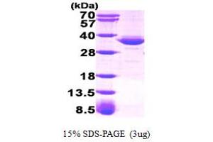 SDS-PAGE (SDS) image for Glycerol-3-Phosphate Dehydrogenase 1 (Soluble) (GPD1) (AA 1-349) protein (ABIN666948) (GPD1 Protein (AA 1-349))