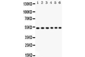 Western Blotting (WB) image for anti-Unc-51-Like Kinase 3 (ULK3) (AA 427-454), (C-Term) antibody (ABIN3043954) (ULK3 抗体  (C-Term))
