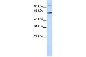 Western Blotting (WB) image for anti-MAU2 Sister Chromatid Cohesion Factor (MAU2) antibody (ABIN2459865) (MAU2/KIAA0892 抗体)