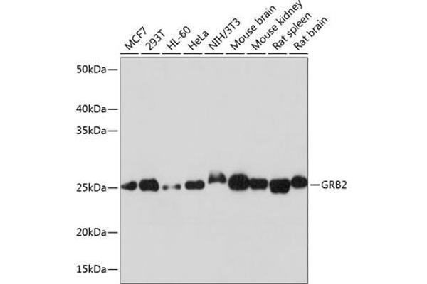 GRB2 抗体