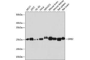 Western blot analysis of extracts of various cell lines, using GRB2 antibody (ABIN7267518) at 1:1000 dilution. (GRB2 抗体)
