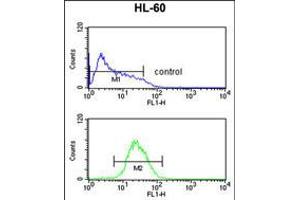 Flow cytometric analysis of HL-60 cells (bottom histogram) compared to a negative control cell (top histogram). (AFT7 抗体  (N-Term))