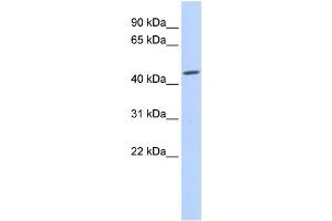 Western Blotting (WB) image for anti-Gap Junction Protein, gamma 2, 47kDa (GJC2) antibody (ABIN2458256) (GJC2 抗体)