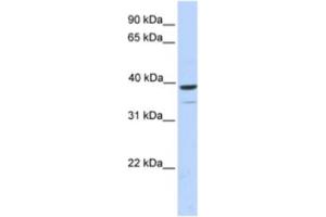 Western Blotting (WB) image for anti-Tripartite Motif Containing 27 (TRIM27) antibody (ABIN2463902) (TRIM27 抗体)