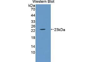 Detection of Recombinant LCN5, Mouse using Polyclonal Antibody to Lipocalin 5 (LCN5) (LCN5 抗体  (AA 28-187))