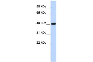 WB Suggested Anti-ZFP42 Antibody Titration:  0. (ZFP42 抗体  (Middle Region))