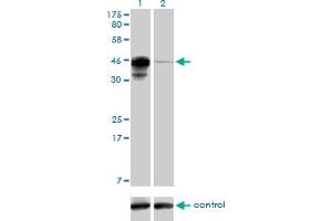 Western blot analysis of CREB3L4 over-expressed 293 cell line, cotransfected with CREB3L4 Validated Chimera RNAi (Lane 2) or non-transfected control (Lane 1). (CREB3L4 抗体  (AA 1-110))