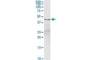 EEF1G MaxPab rabbit polyclonal antibody.