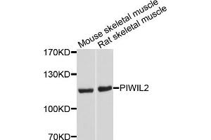 Western blot analysis of extracts of mouse skeletal muscle and rat skeletal muscle cells, using PIWIL2 antibody. (PIWIL2 抗体)