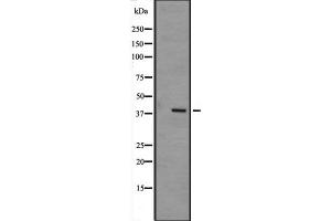 Western blot analysis of MAPK12 expression in mouse muscle tissue lysate,The lane on the left is treated with the antigen-specific peptide. (MAPK12 抗体  (Internal Region))