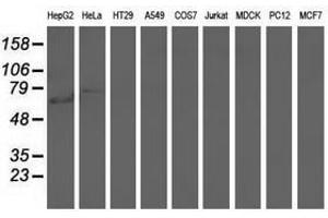 Image no. 1 for anti-rho GTPase Activating Protein 25 (ARHGAP25) antibody (ABIN1496709) (ARHGAP25 抗体)