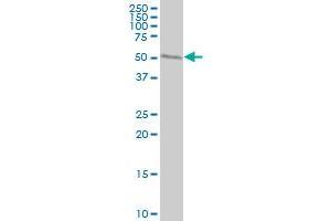 Western Blotting (WB) image for anti-Tryptophanyl-tRNA Synthetase (WARS) (AA 50-149) antibody (ABIN521367)