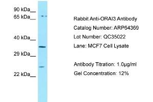 Western Blotting (WB) image for anti-ORAI Calcium Release-Activated Calcium Modulator 3 (ORAI3) (C-Term) antibody (ABIN2789818) (ORAI3 抗体  (C-Term))