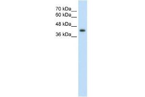 GNAS antibody used at 2. (GNAS 抗体  (N-Term))