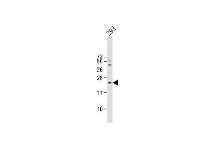 Anti-IL1RN Antibody (C-term) at 1:4000 dilution + 293 whole cell lysate Lysates/proteins at 20 μg per lane.