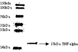 Western Blotting (WB) image for anti-Tumor Necrosis Factor alpha (TNF alpha) antibody (ABIN452504) (TNF alpha 抗体)
