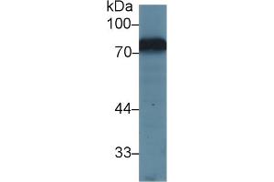 Western Blot; Sample: Mouse Kidney lysate; Primary Ab: 1µg/ml Rabbit Anti-Mouse TRF Antibody Second Ab: 0. (Transferrin 抗体  (AA 22-176))