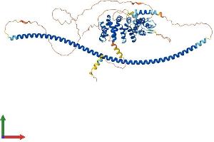 AlphaFold protein structure predicition of Mouse Recombinant Ccdc138 Protein, UniprotID Q0VF22