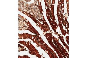 Immunohistochemical analysis of paraffin-embedded human duodenum tissue using (ABIN655597 and ABIN2845082) performed on the Leica® BOND RXm.