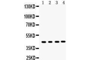Anti- MASPIN Picoband antibody, Western blotting All lanes: Anti MASPIN  at 0. (SERPINB5 抗体  (AA 1-350))