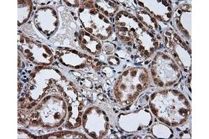 Immunohistochemical staining of paraffin-embedded pancreas tissue using anti-TUBA8 mouse monoclonal antibody. (TUBA8 抗体)