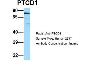 Host: Rabbit Target Name: PTCD1 Sample Type: Human 293T Antibody Dilution: 1. (PTCD1 抗体  (N-Term))