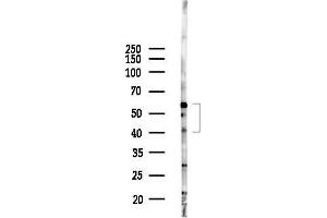anti-Exoribonuclease 1 (ERI1) (C-Term) antibody