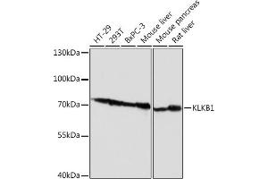 Western blot analysis of extracts of various cell lines, using KLKB1 Rabbit pAb (ABIN6129406, ABIN6142965, ABIN6142967 and ABIN6217272) at 1:1000 dilution. (KLKB1 抗体  (AA 20-300))