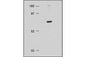 AP22624PU-N AKT antibody staining at 1/500 dilution by Immunoblotting. (AKT1 抗体  (C-Term))