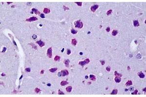 ABIN190823 (5µg/ml) staining of paraffin embedded Mouse Brain.
