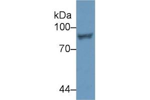 Western Blotting (WB) image for anti-Signal Transducer and Activator of Transcription 4 (STAT4) (AA 505-737) antibody (ABIN7443809)