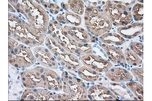 Immunohistochemical staining of paraffin-embedded Human liver tissue using anti-BHMT mouse monoclonal antibody. (BHMT 抗体)