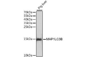 Western blot analysis of extracts of pig liver, using MAP1LC3B antibody. (LC3B 抗体)