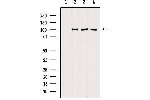Western blot analysis of extracts from various samples, using SFPQ antibody. (SFPQ 抗体  (C-Term))